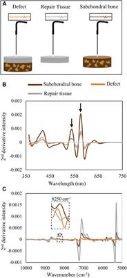 In Situ Assessment of Porcine Osteochondral Repair Tissue in the Visible–Near Infrared Spectral Region